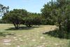 Junipers on shallow limestone soil