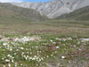 tundra wildflowers, Arctic National Wildlife Refuge, Alaska