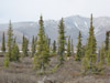 Black spruce and caribou, near Mancha Creek, Arctic National Wildlife Refuge, Alaska