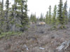 Black spruce and caribou, near Mancha Creek, Arctic National Wildlife Refuge, Alaska
