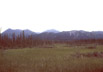 Black spruce and tundra near Beaver Creek, Yukon Territory