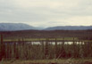 Black spruce near Beaver Creek, Yukon Territory