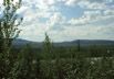 Willows near the Arctic Circle, Alaska