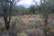 shrubland, southeastern Arizona