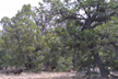 Pinyon pine and juniper shrublands, south rim, Grand Canyon Ntl. Park, AZ