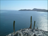 cardon cacti, near Bahia de los Angeles, Baja California, Mexico