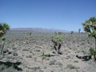 Joshua trees (Yucca brevifolia) , Death Valley, California