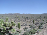 Joshua trees (Yucca brevifolia) , Death Valley, California