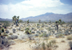 Yucca brevifolia (Joshua tree), Nevada