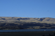 riparian area, Columbia River near The Dalles, Washington