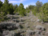 shrub steppe, near Laramie, Wyoming