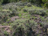 shrub steppe, near Laramie, Wyoming