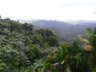 El Yunque forest, Caribbean Ntl. Forest, Puerto Rico