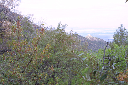 Madera Canyon, southeastern Arizona