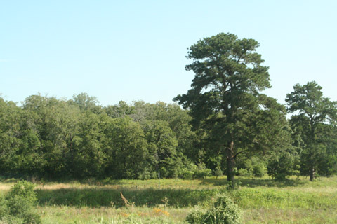 forest near Harwood, Texas