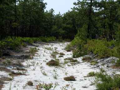 Pine barrens, Stafford Forge WMA, Ocean Co., NJ