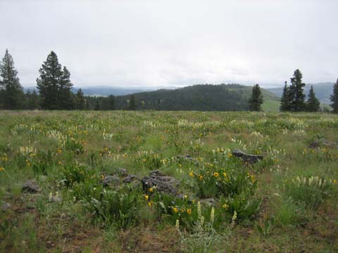 Meadow, from Pumpkin Ridge looking south toward the Grande Ronde Valley, Oregon