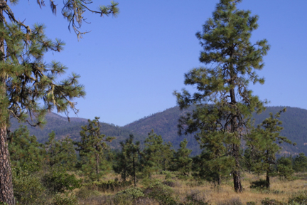 Pine savannah east of the coastal range, Josephine Co., Oregon