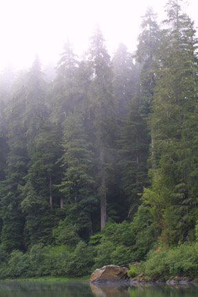 redwood forest, Jedediah Smith Redwoods State Park, California