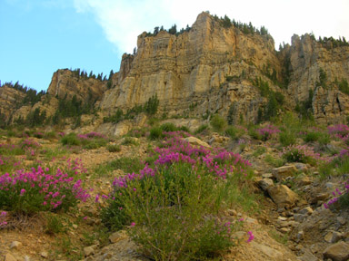 Cedar Breaks Ntl. Monument, Iron Co., Utah