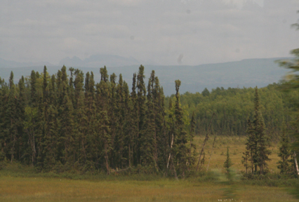 Black spruce