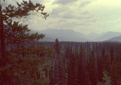 Forest between Watson Lake and Teslin Lake, northern British Columbia