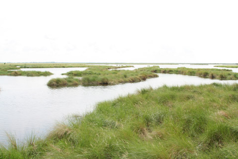 Bayou Sauvage Ntl. Wildlife Refuge, Louisiana