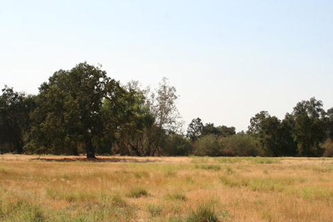 Kaweah Oaks Preserve, Tulare Co., CA