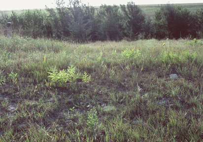 Roadside, Lincoln Co., Kansas