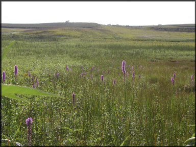 blazing star, northwest Iowa