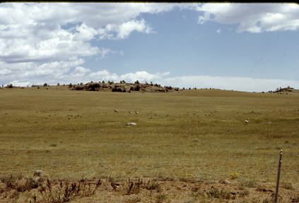 Pronghorn, Veedavoo, n. of Ft. Collins, Colorado