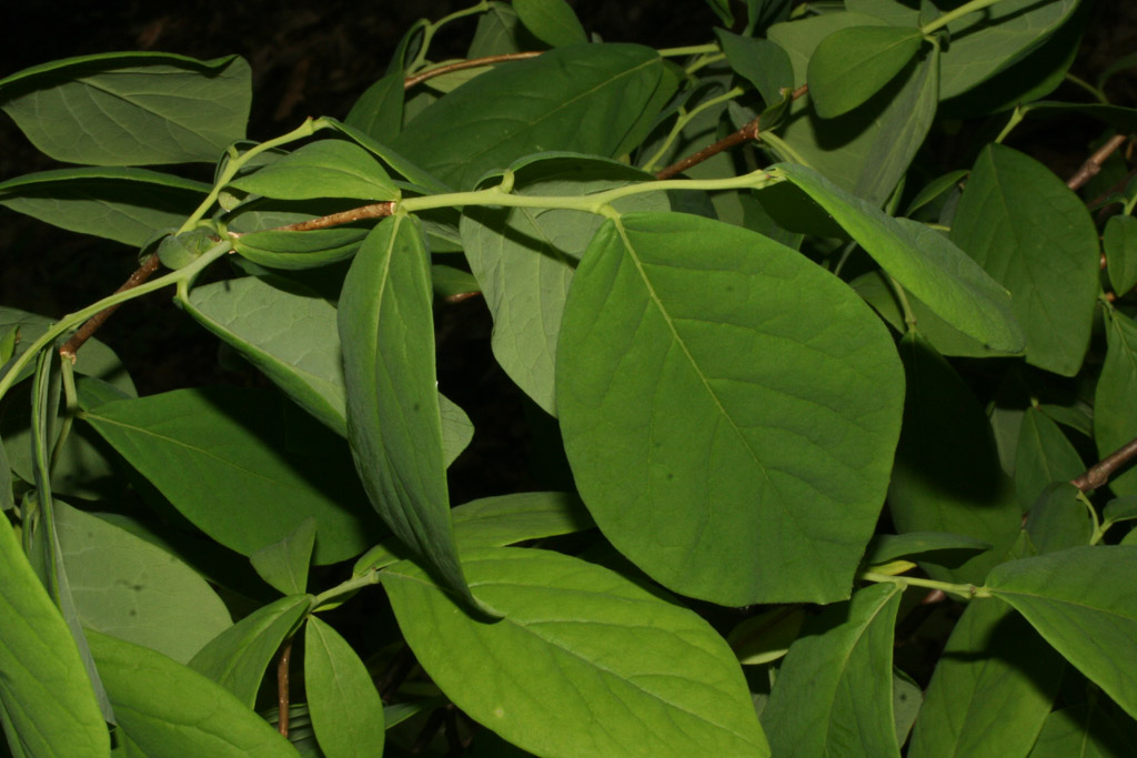 Dirca palustris (Thymelaeaceae) - leaf - showing orientation on twig