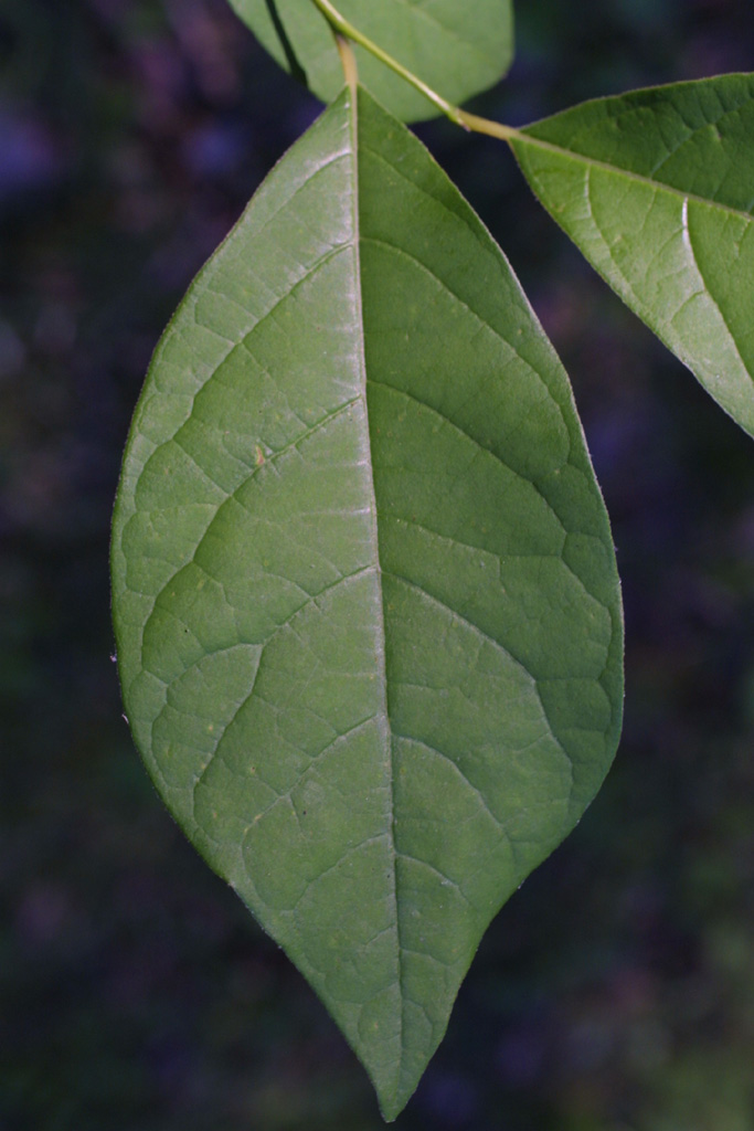 Lindera benzoin (Lauraceae) - leaf - whole upper surface