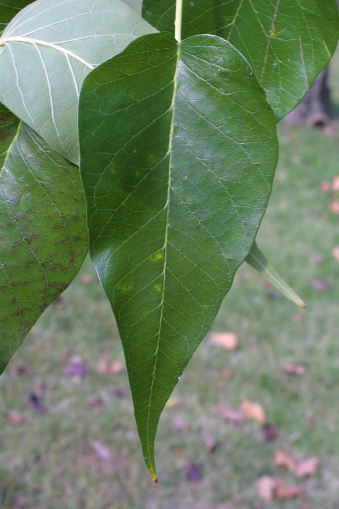 Maclura pomifera (Moraceae) - leaf - whole upper surface