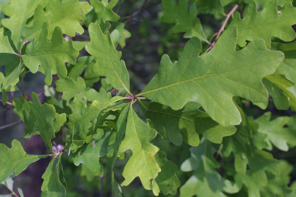 Quercus Alba