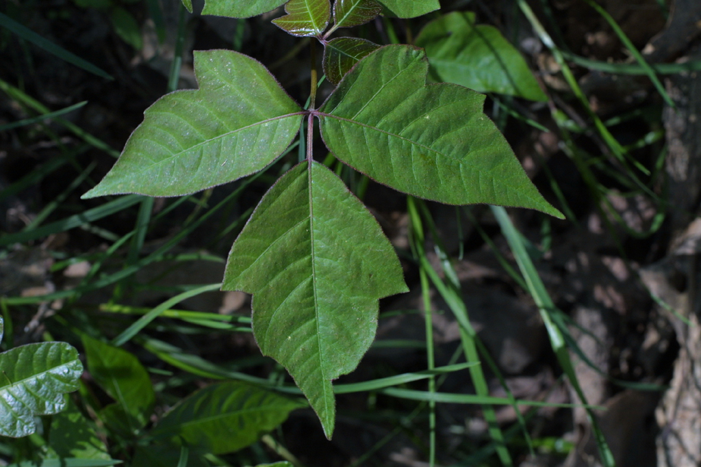 Toxicodendron radicans (Anacardiaceae) - leaf - whole upper surface