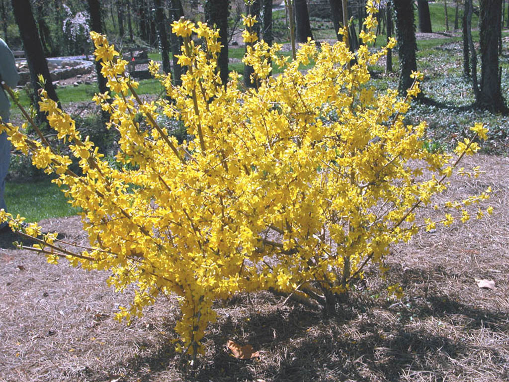 Желтый кустарник название цветущий весной фото. Форзиция кустарник. Форзиция европейская. Forsythia viridissima. Форзиция Golden times.