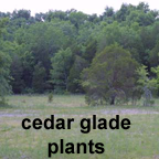 Cedar Glades plant list