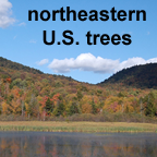 Northeastern U.S. trees list