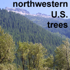 Northwestern U.S. trees list