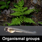 organismal list logo