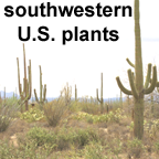 Southwestern U.S. plants list