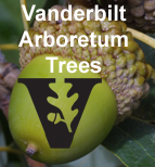 Vanderbilt tree list