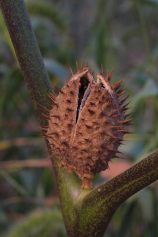 Datura stramonium - Fruit - jimsonweed