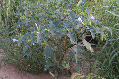 Datura stramonium - Whole plant - jimsonweed