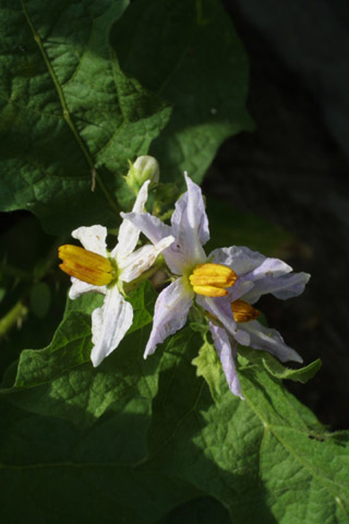 Solanum carolinense - Flower - Carolina horsenettle