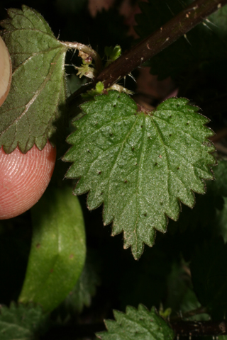 Urtica chamaedryoides - Leaf - heartleaf nettle