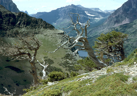 white bark pine at treeline, Two Medicine Lake, Glacier Ntl. Park, MT