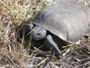 Gopherus polyphemus - Gopher Tortoise