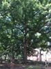 oak tree http://bioimages.vanderbilt.edu/vanderbilt/1-178